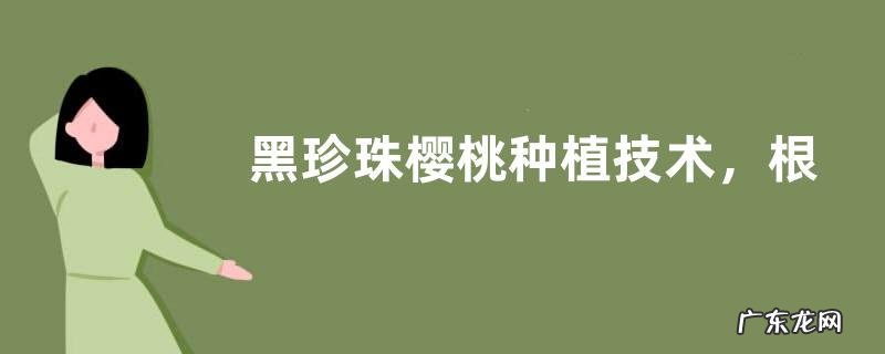 黑珍珠樱桃种植技术,根据植株生长情况做好肥水管理工作