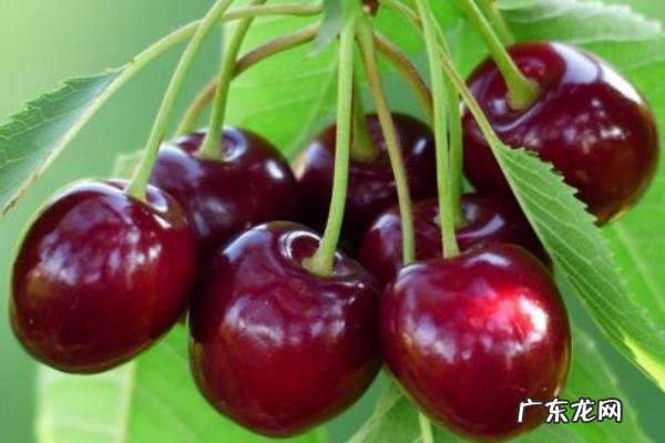 黑珍珠樱桃种植技术,根据植株生长情况做好肥水管理工作