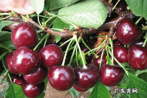 黑珍珠樱桃种植技术,根据植株生长情况做好肥水管理工作