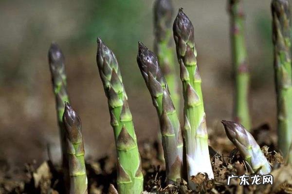 芦笋种子怎么种,露地育苗和大棚育苗时间不同