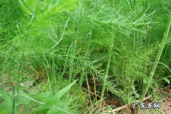 芦笋种子怎么种,露地育苗和大棚育苗时间不同