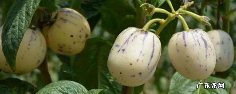 人参果种植注意事项,需严格控制好温度