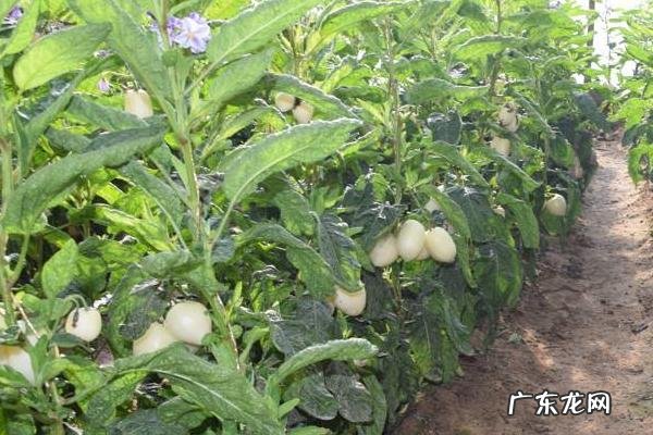 人参果种植注意事项,需严格控制好温度