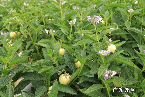 人参果种植注意事项,需严格控制好温度