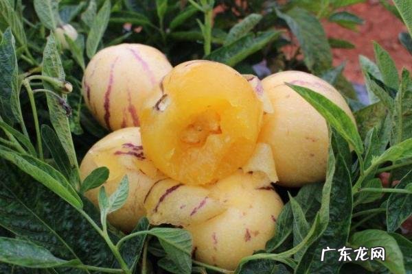 人参果种植注意事项,需严格控制好温度