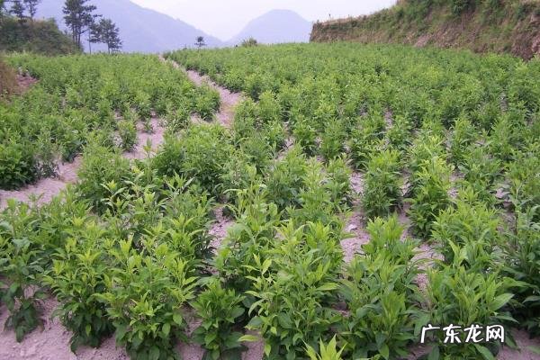 苍术高产栽培技术,及时防治病害