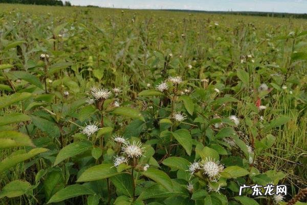 苍术高产栽培技术,及时防治病害