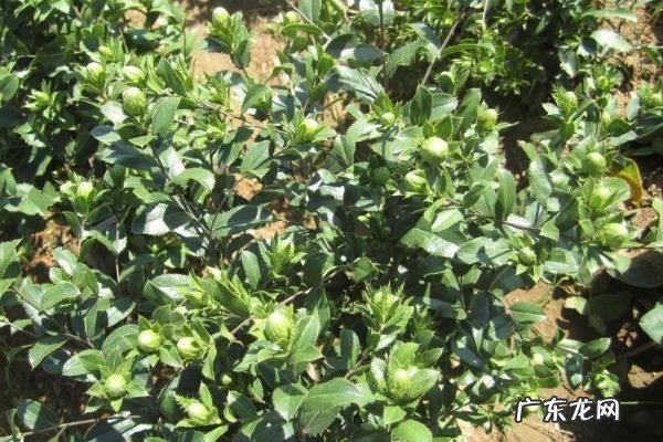 苍术高产栽培技术,及时防治病害