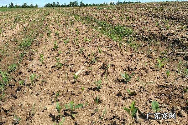 苍术高产栽培技术,及时防治病害