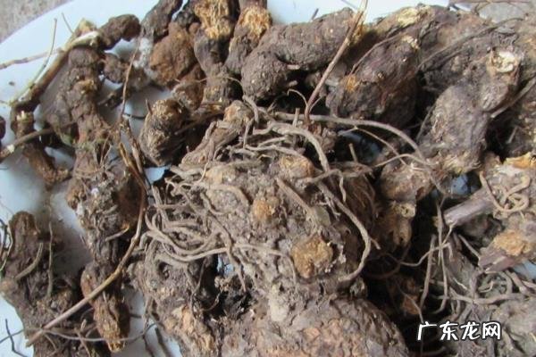 苍术高产栽培技术,及时防治病害