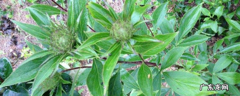 苍术高产栽培技术,及时防治病害