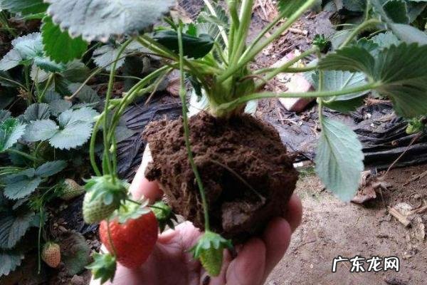 阳台草莓的种植方法,以及种植时间