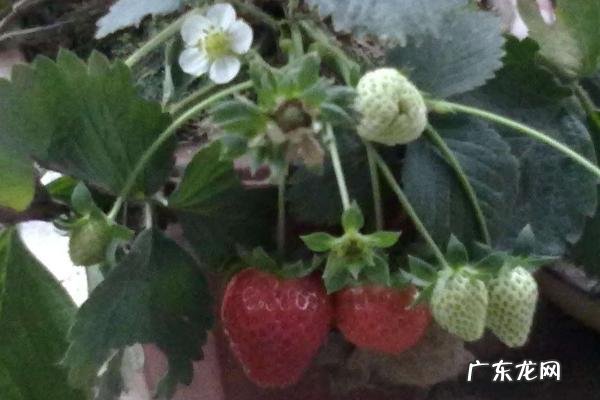 阳台草莓的种植方法,以及种植时间