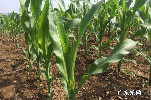 春玉米种植时间,以及种植方法