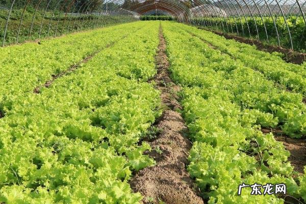 春季种植蔬菜注意事项,温度、肥料、雨水和病虫害都需关注