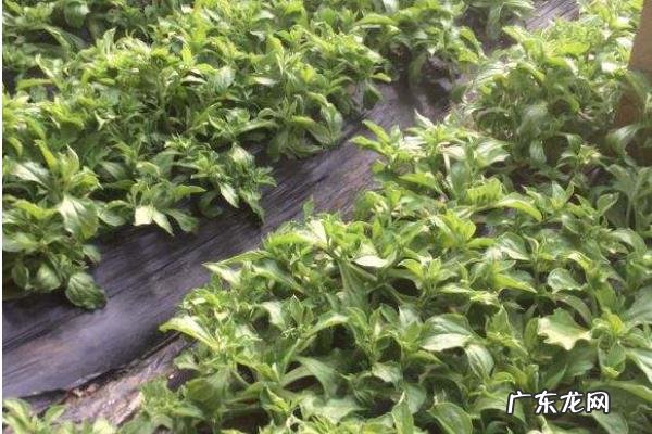 冰草种植技术,定植前需施入适量磷肥