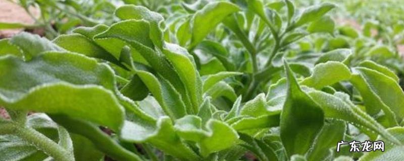 冰草种植技术,定植前需施入适量磷肥