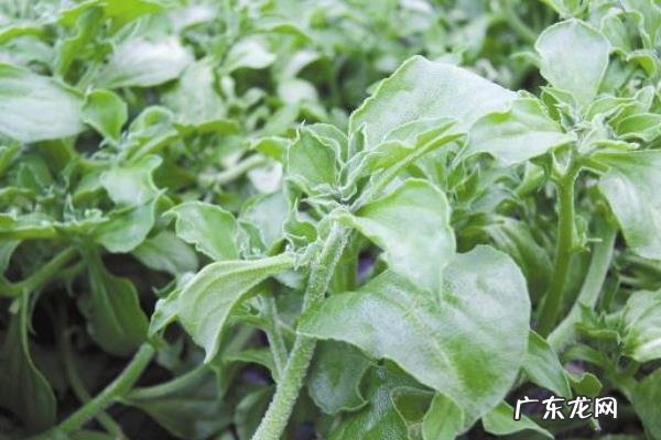 冰草种植技术,定植前需施入适量磷肥