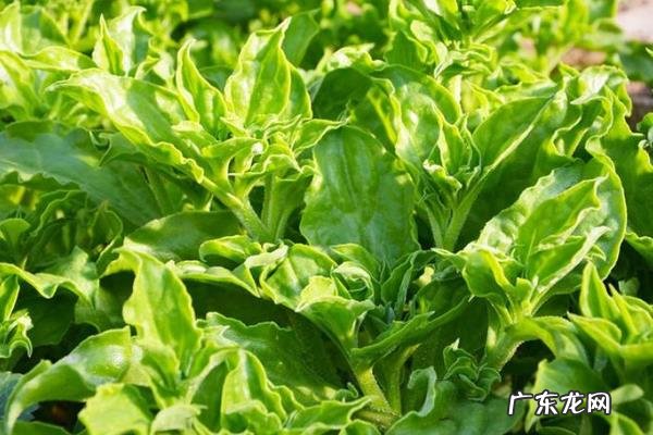 冰草种植技术,定植前需施入适量磷肥