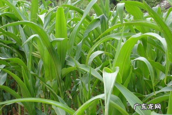 高丹草种植技术和方法,需肥量较大