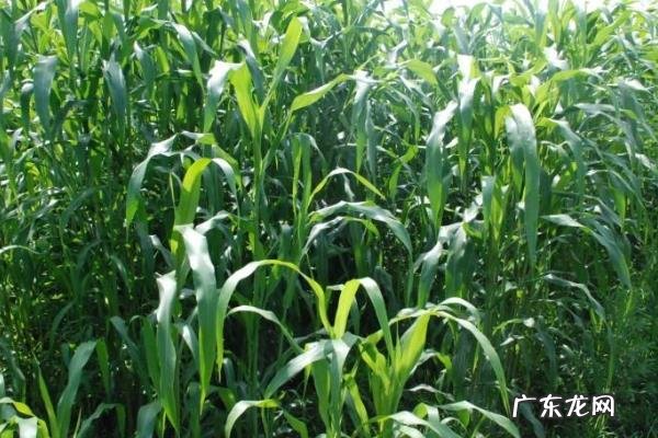 高丹草种植技术和方法,需肥量较大