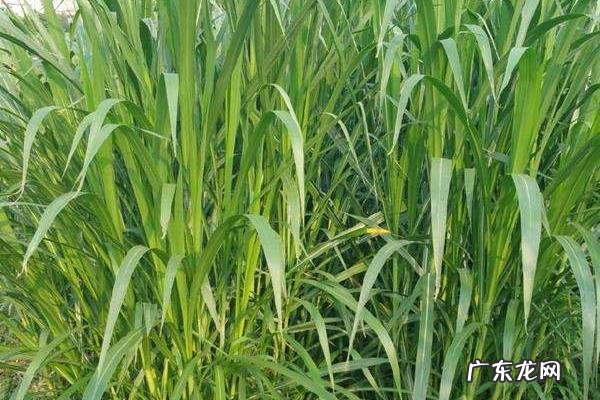 高丹草种植技术和方法,需肥量较大