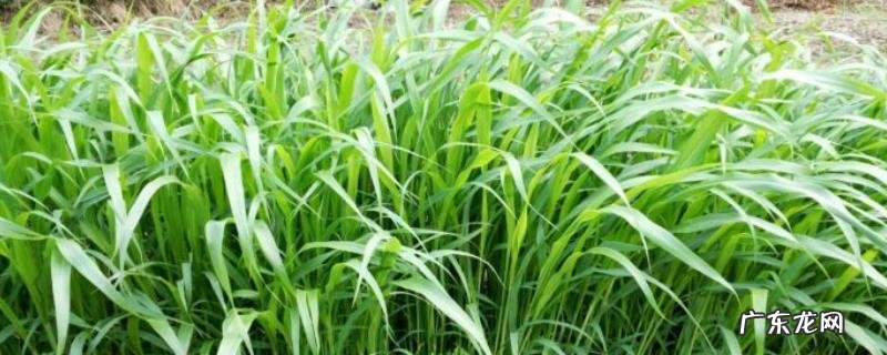 高丹草种植技术和方法,需肥量较大