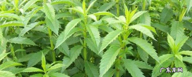 地参种植技术,及时做好浇水、施肥、预防病害等工作