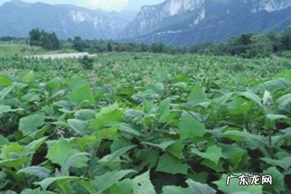 地参种植技术,及时做好浇水、施肥、预防病害等工作