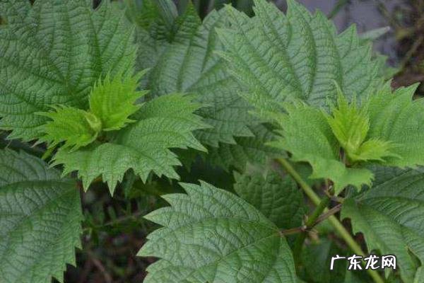 荨麻种植技术,选农家肥为基肥