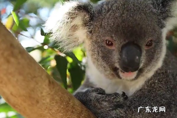 澳洲是哪个国家