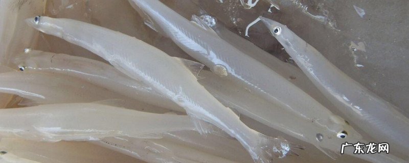 为什么鲜银鱼要焯水