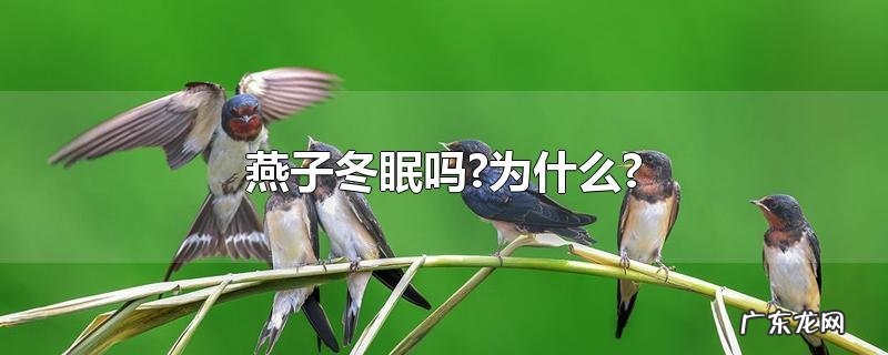 燕子冬眠吗?为什么?