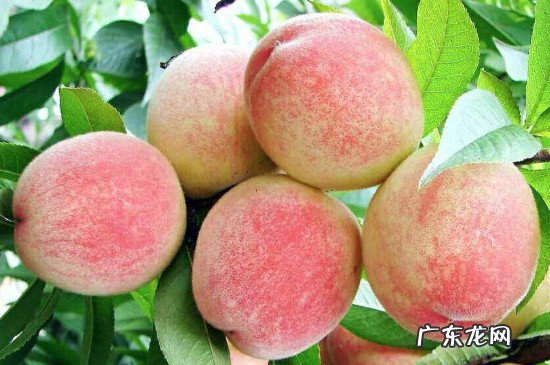 水蜜桃可以放在冰箱里吗