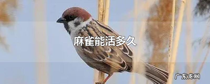 麻雀能活多久