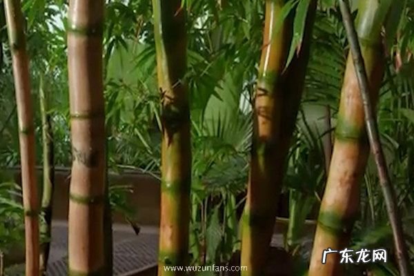 竹子是草还是树