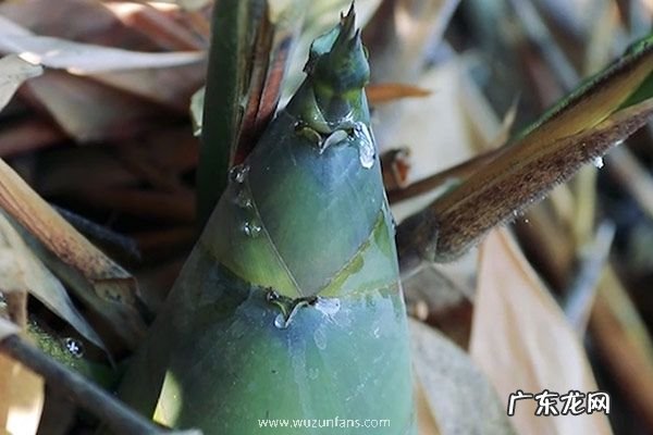 竹子是草还是树