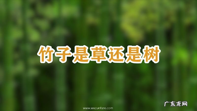 竹子是草还是树