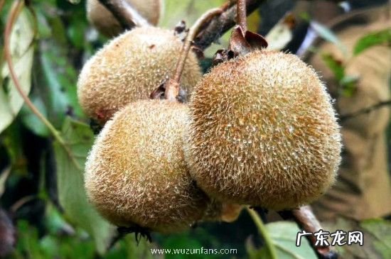 猕猴桃能放冰箱冷藏吗