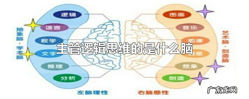 主管逻辑思维的是什么脑