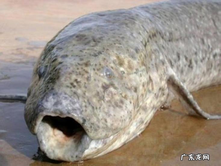 摩图斯肺鱼在哪里 维多利亚肺鱼寿命