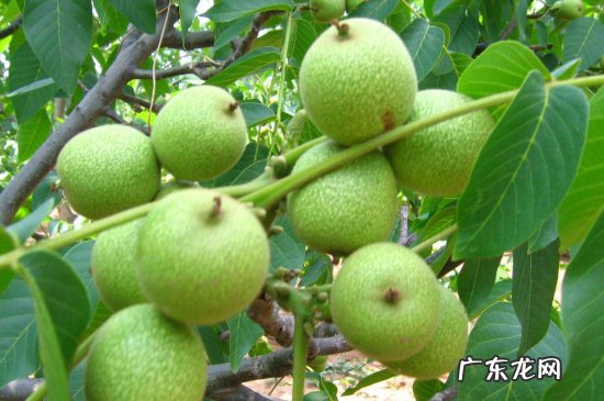 新鲜核桃可以冷冻保存吗