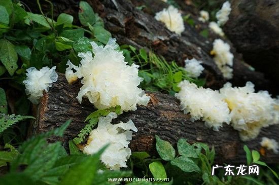 银耳可以用热水泡发吗