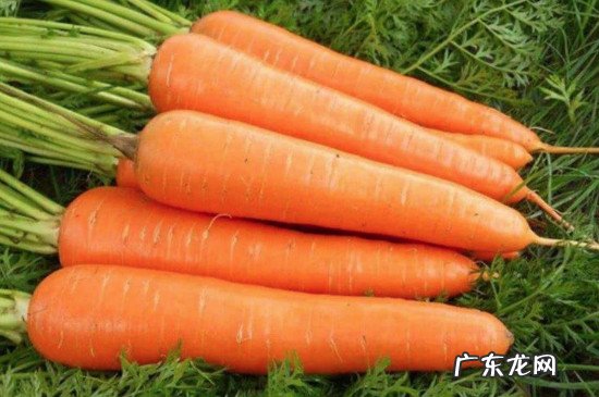 淮山可以和胡萝卜一起煲汤吗