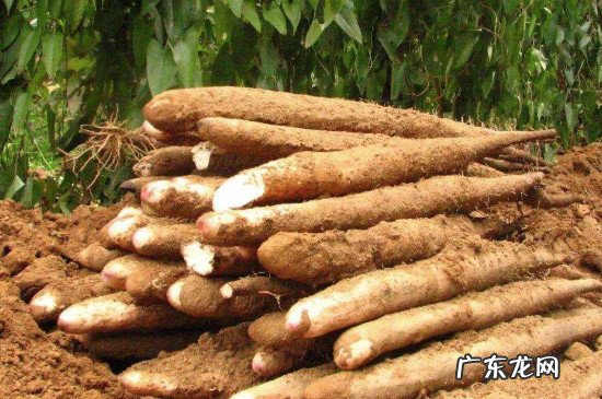 淮山可以和胡萝卜一起煲汤吗