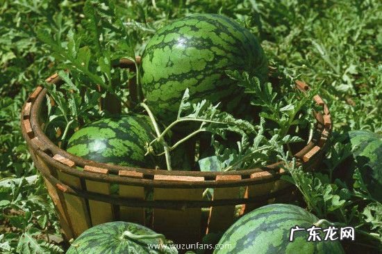 西瓜放冰箱三天了还能吃吗