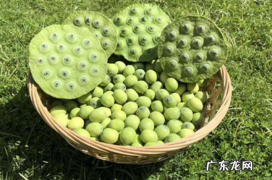 新鲜莲子冷冻可以保存多久