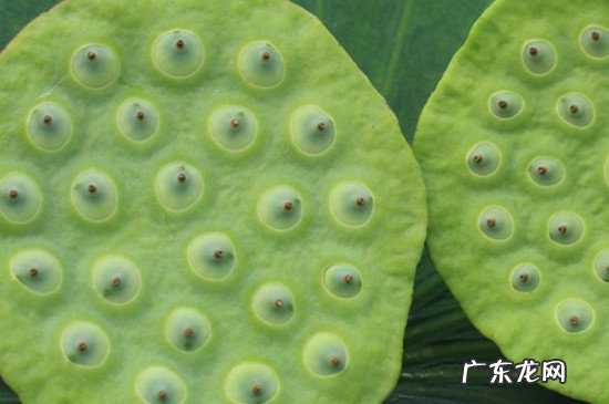 新鲜莲子冷冻可以保存多久