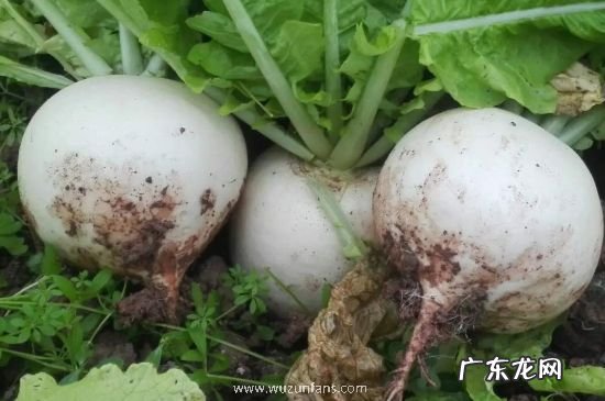 萝卜心里面发蓝发黑能吃吗