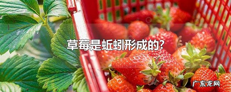 草莓是蚯蚓形成的?